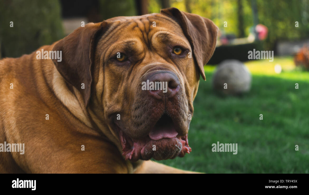 Boerboel dog portrait in grass - outdoors Stock Photo