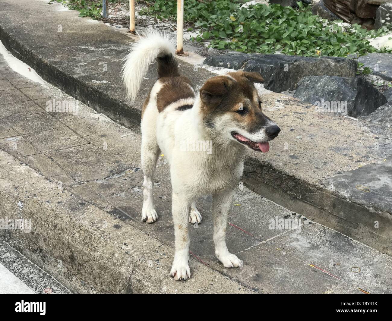 A Dog in Con Dao Islands former french colonial prisoner camp Poulo