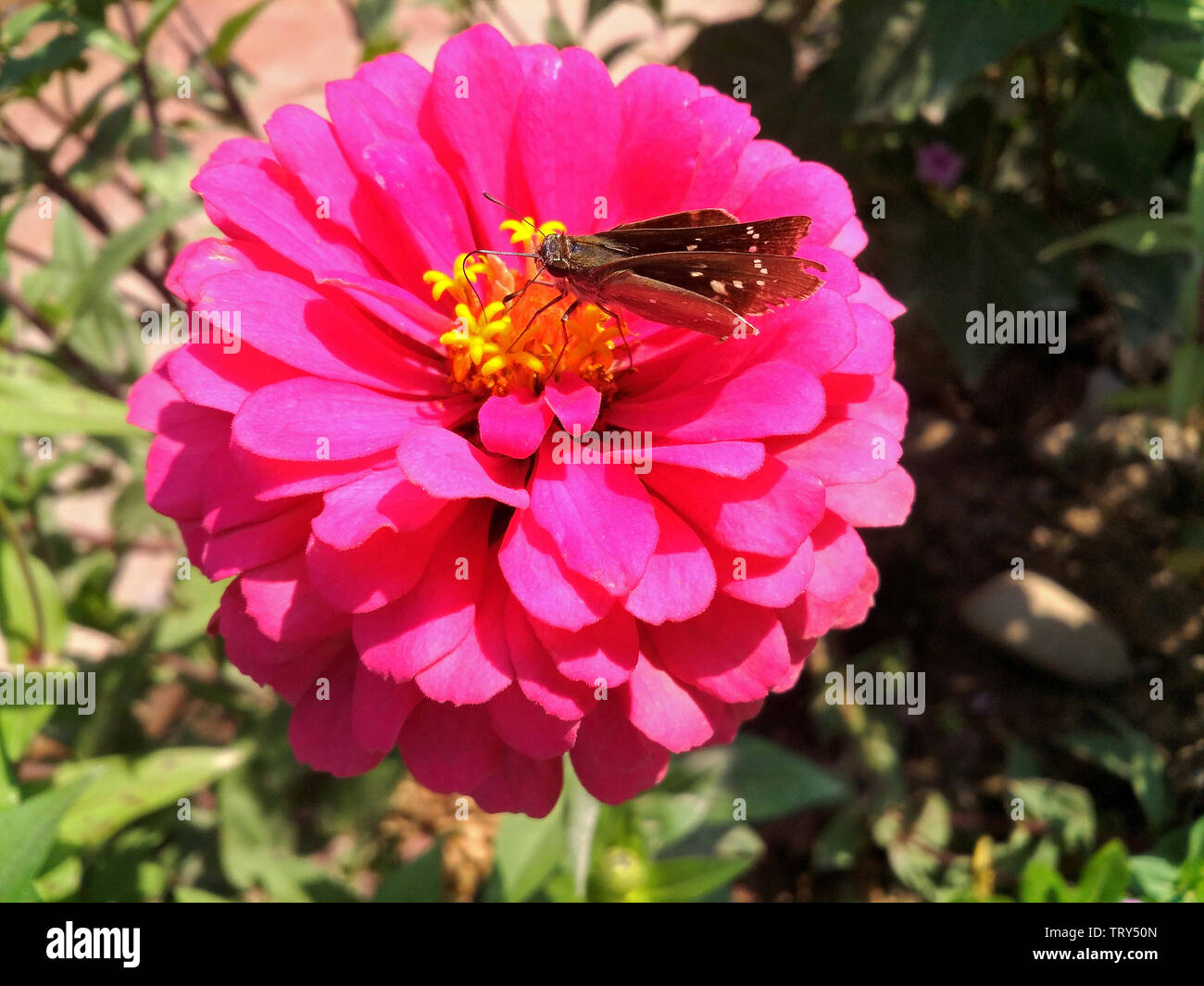 Hundred-day chrysanthemum and the Valley of China make butterflies. Stock Photo
