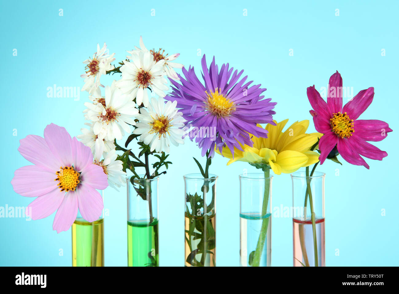 Flowers in test-tubes on light blue background Stock Photo - Alamy