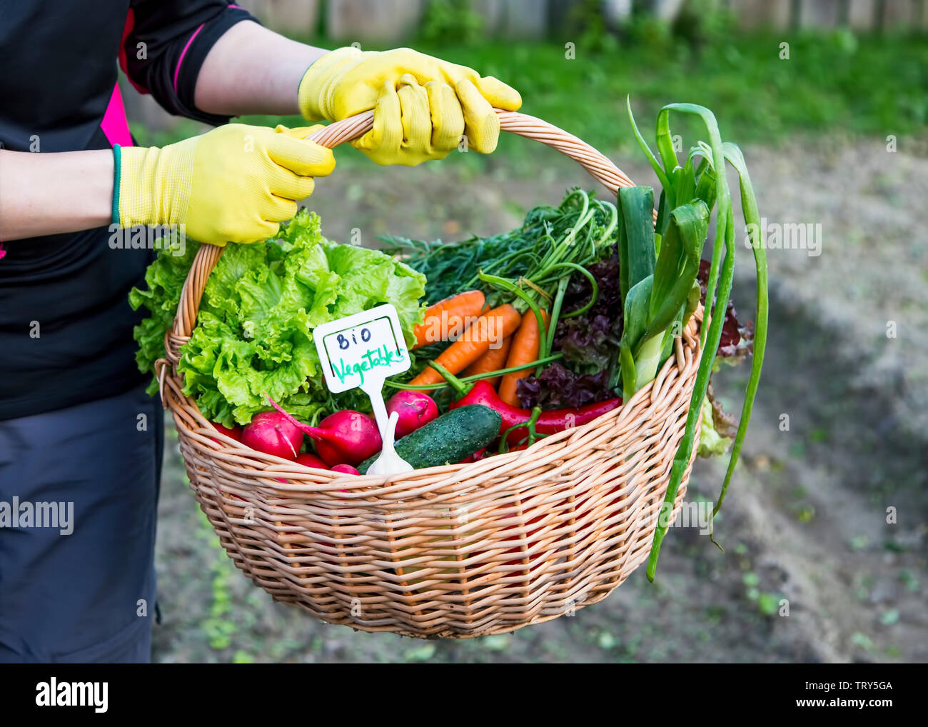 Farmer holding basket with healthy bio vegetables (onions, cabbage,  tomatoes, salad, carrots, cucumbers, radish and peppers) , natural bio  products, b Stock Photo - Alamy