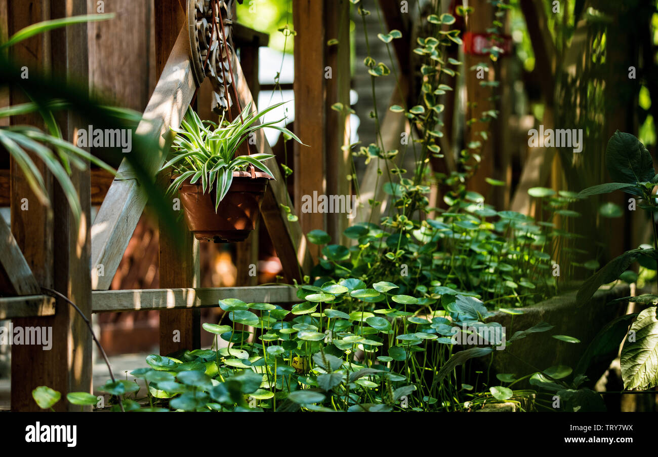 Courtyard greenhouse hi-res stock photography and images - Alamy
