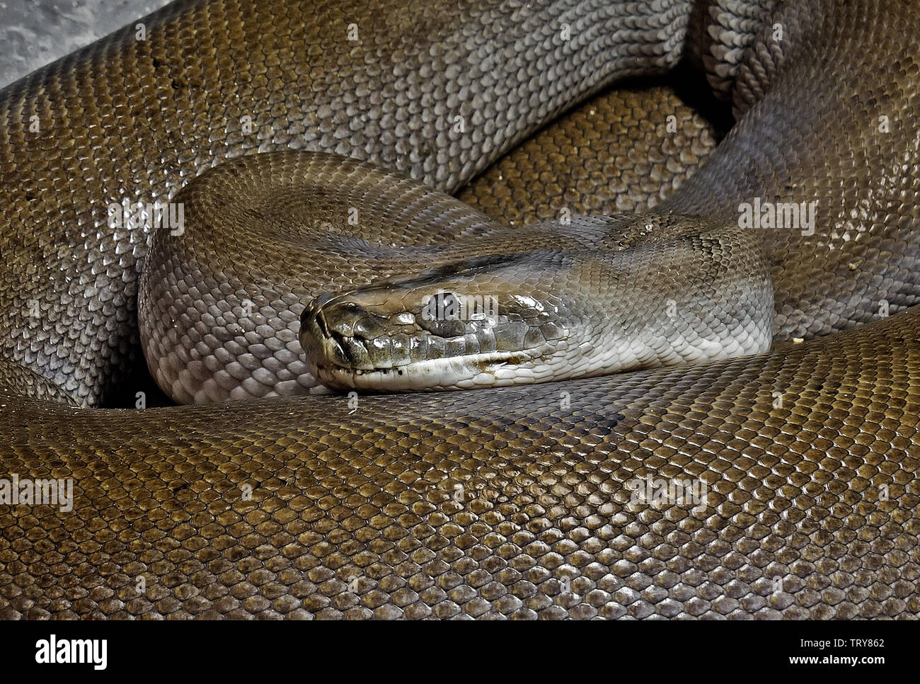 Closeup Patternless Green Burmese Python Coiled on The Floor Stock Photo