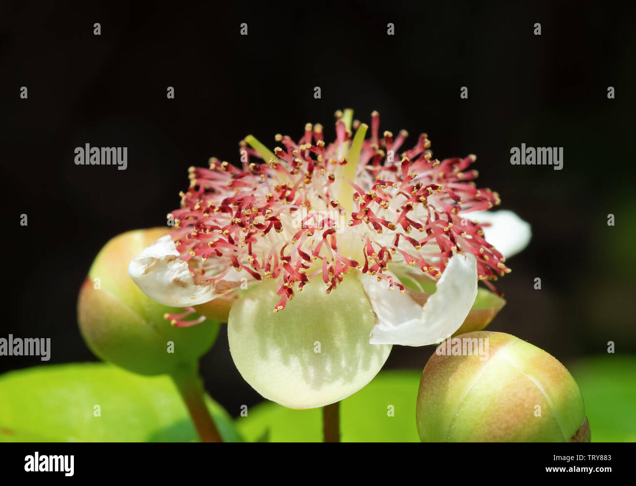 Closeup Tetracera indica Flower with Buds Isolated on Black Background, Selective Focus Stock Photo