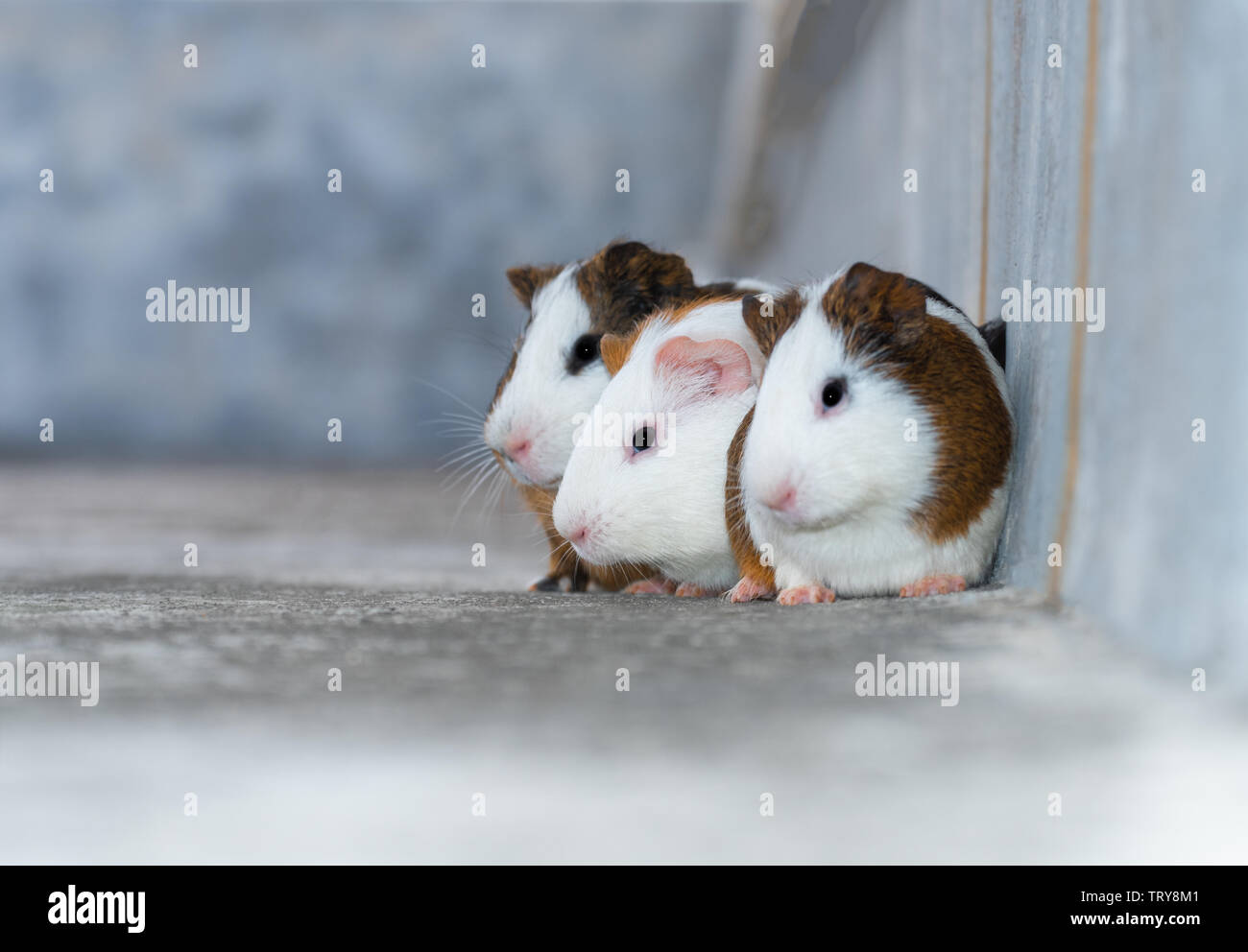 Three guinea pigs / Dutch rats / Dutch pigs / guinea pigs looking in