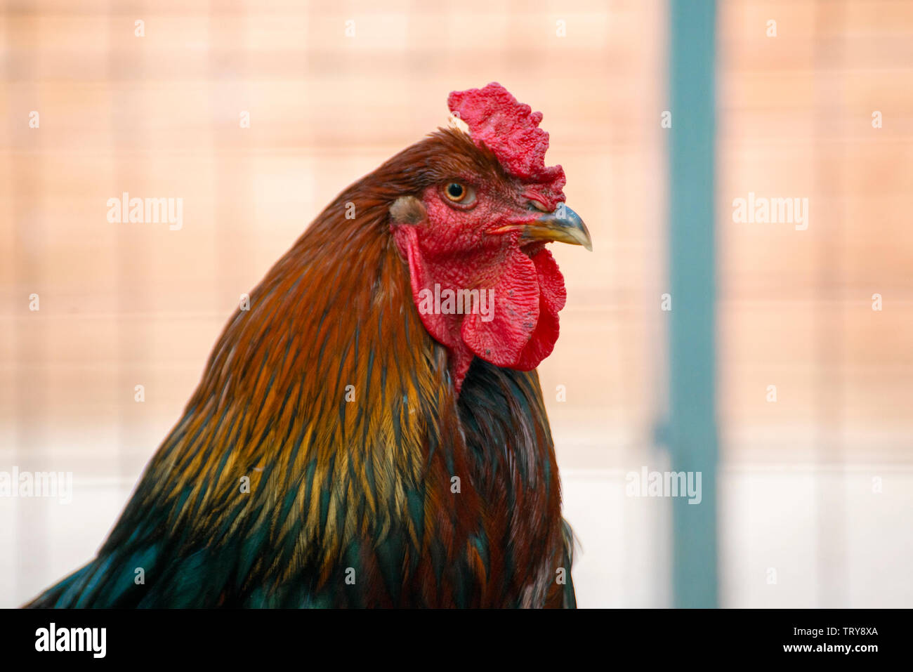 close up photo of domestic cock or chicken in the zoo, livestock bird ...