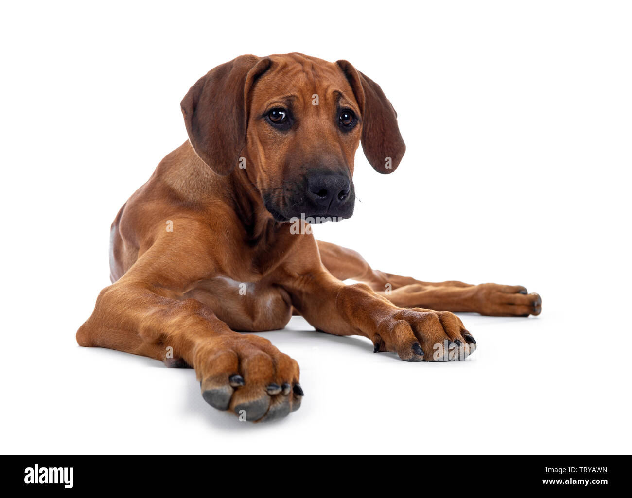 Cute wheaten Rhodesian Ridgeback puppy dog with dark muzzle, laying down facing front. Looking at camera with sweet brown eyes. Isolated on white back Stock Photo