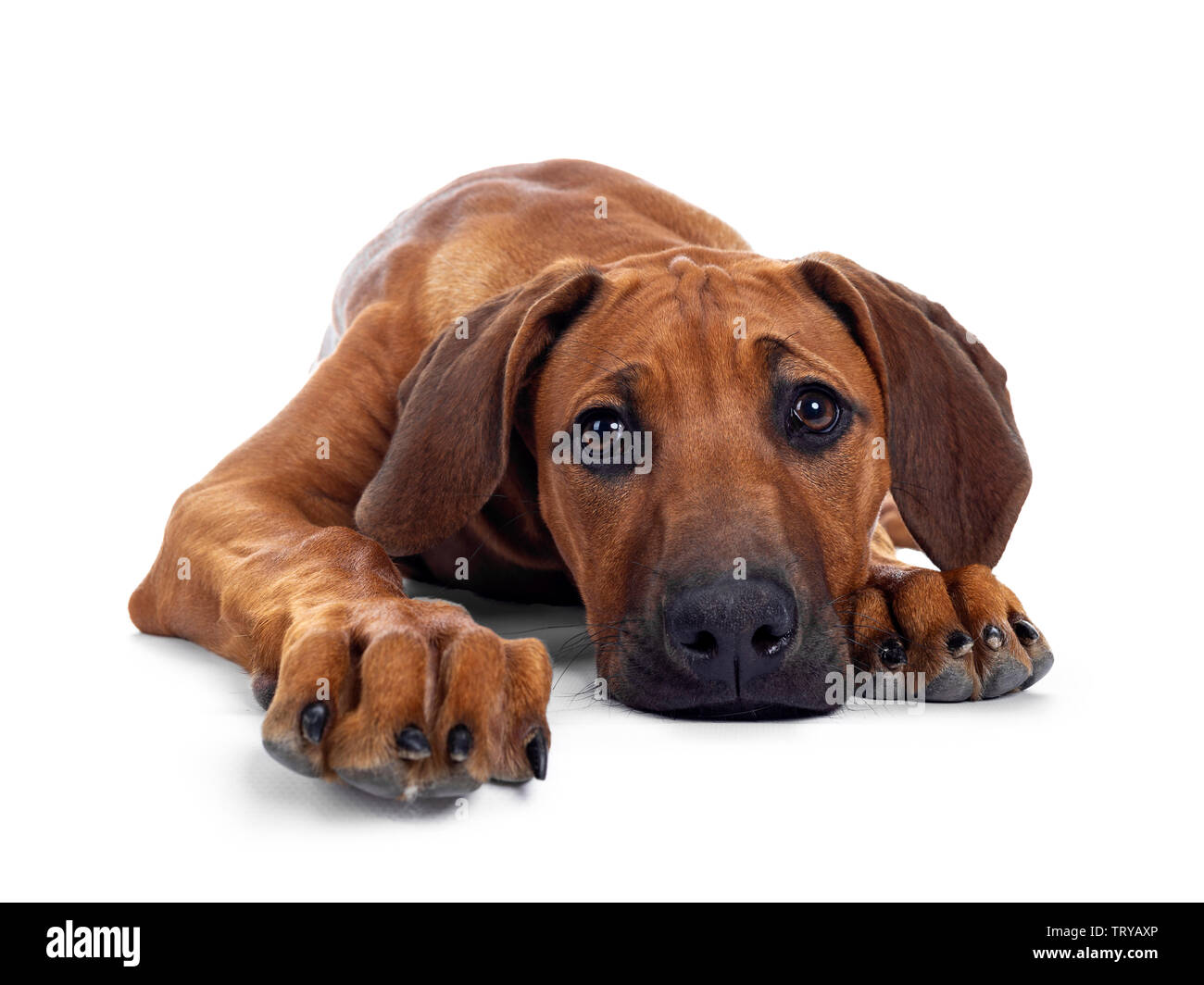 Cute wheaten Rhodesian Ridgeback puppy dog with dark muzzle, laying down facing front. Looking at camera with sweet brown eyes. Isolated on white back Stock Photo