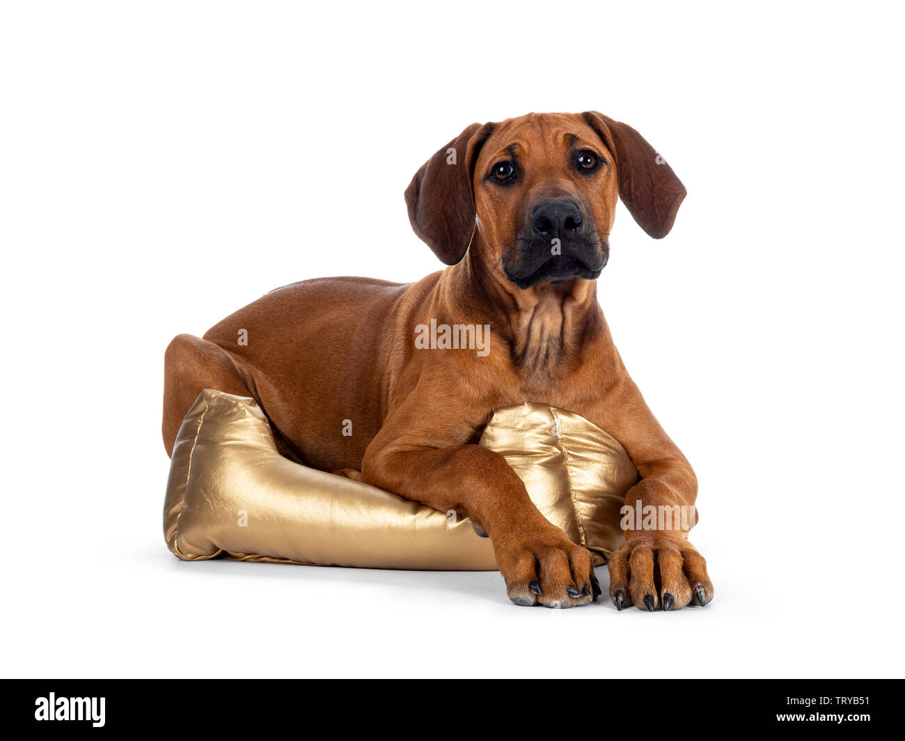 Do Dogs Need Darkness To Sleep