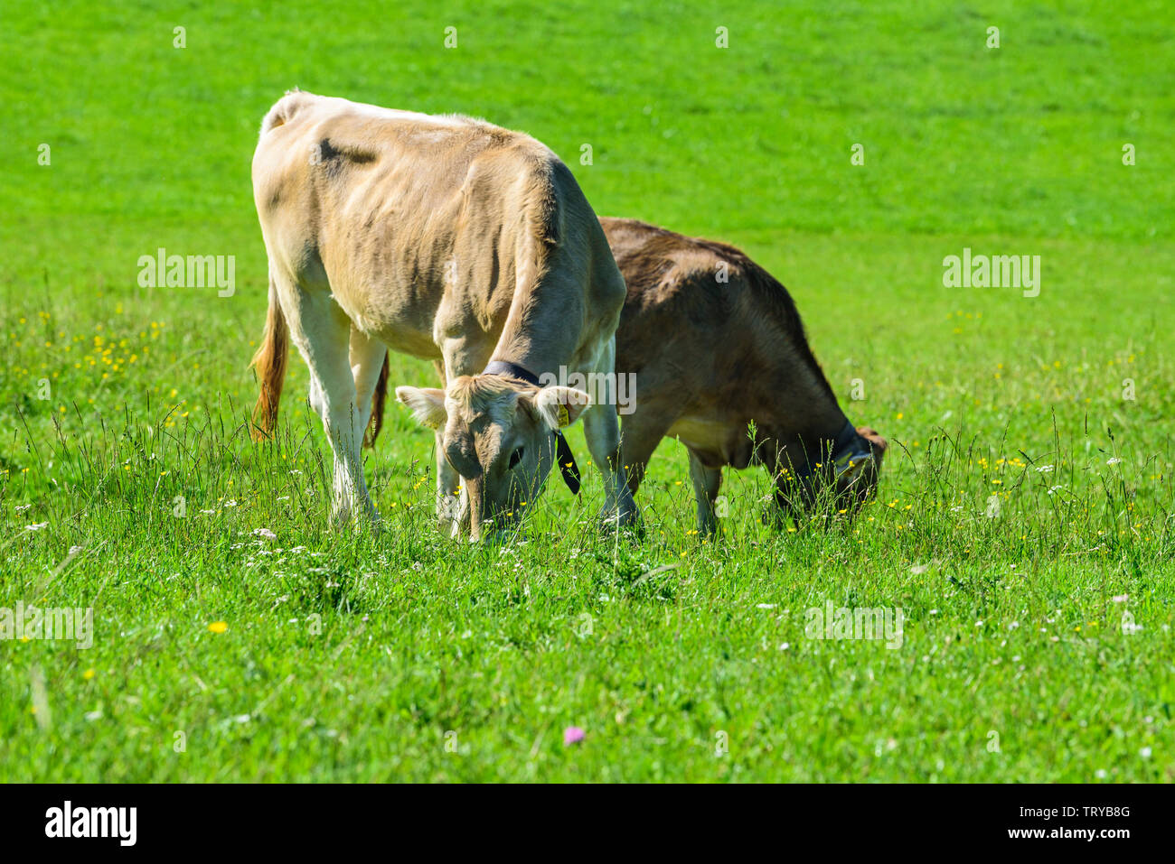 Grazing cows on meadow in summertime near Forggensee Stock Photo - Alamy