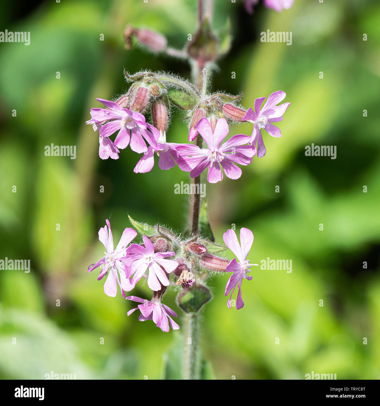 Wild Red Campion Flowers in Bloom at Waren Mill near Bamburgh Northumberland England United Kingdom Stock Photo