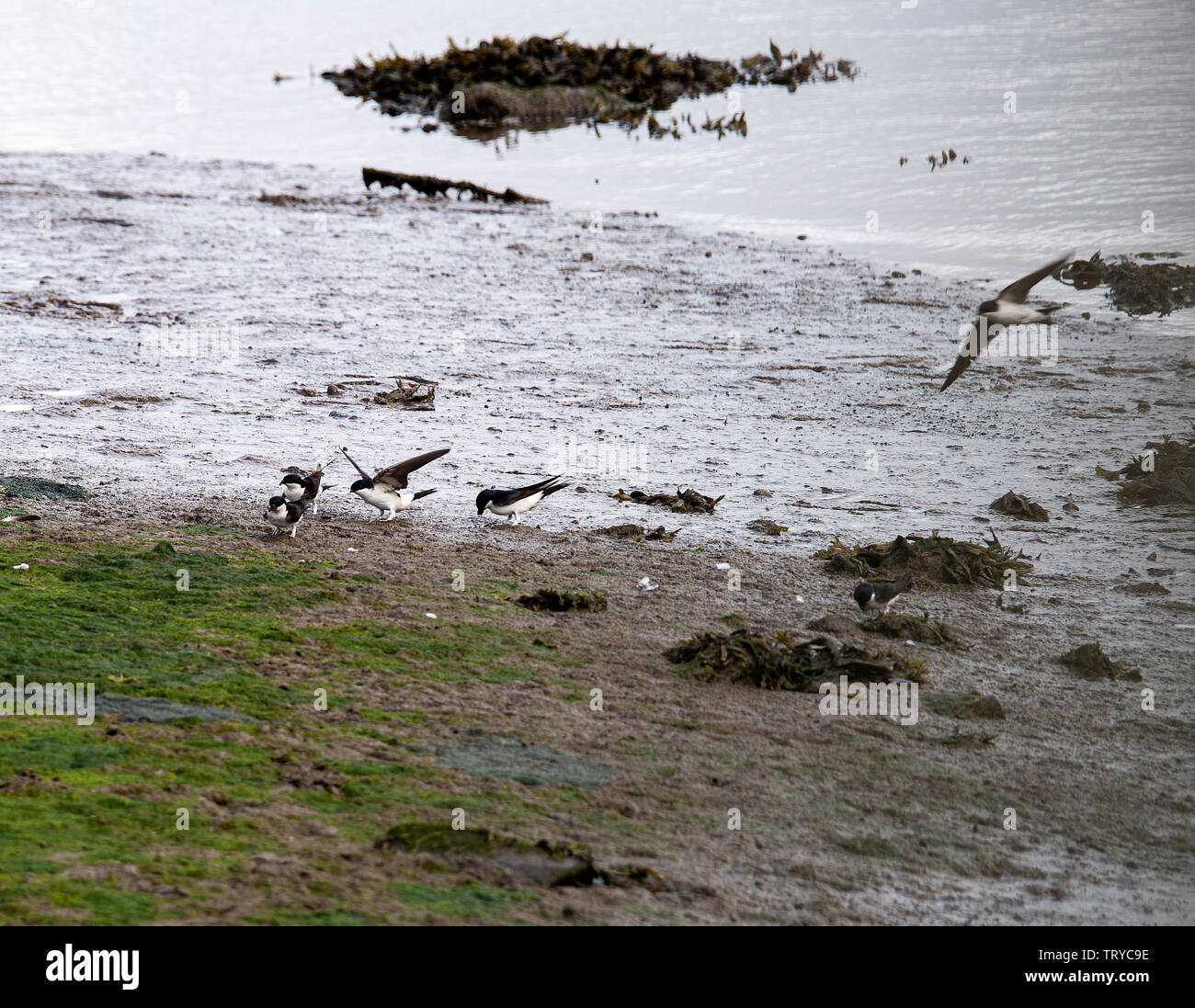 House Martins Collecting Mud for Nest Building on Mudflat in Budle Bay, Lindisfarne National Nature Reserve near Bamburgh Northumberland England UK Stock Photo