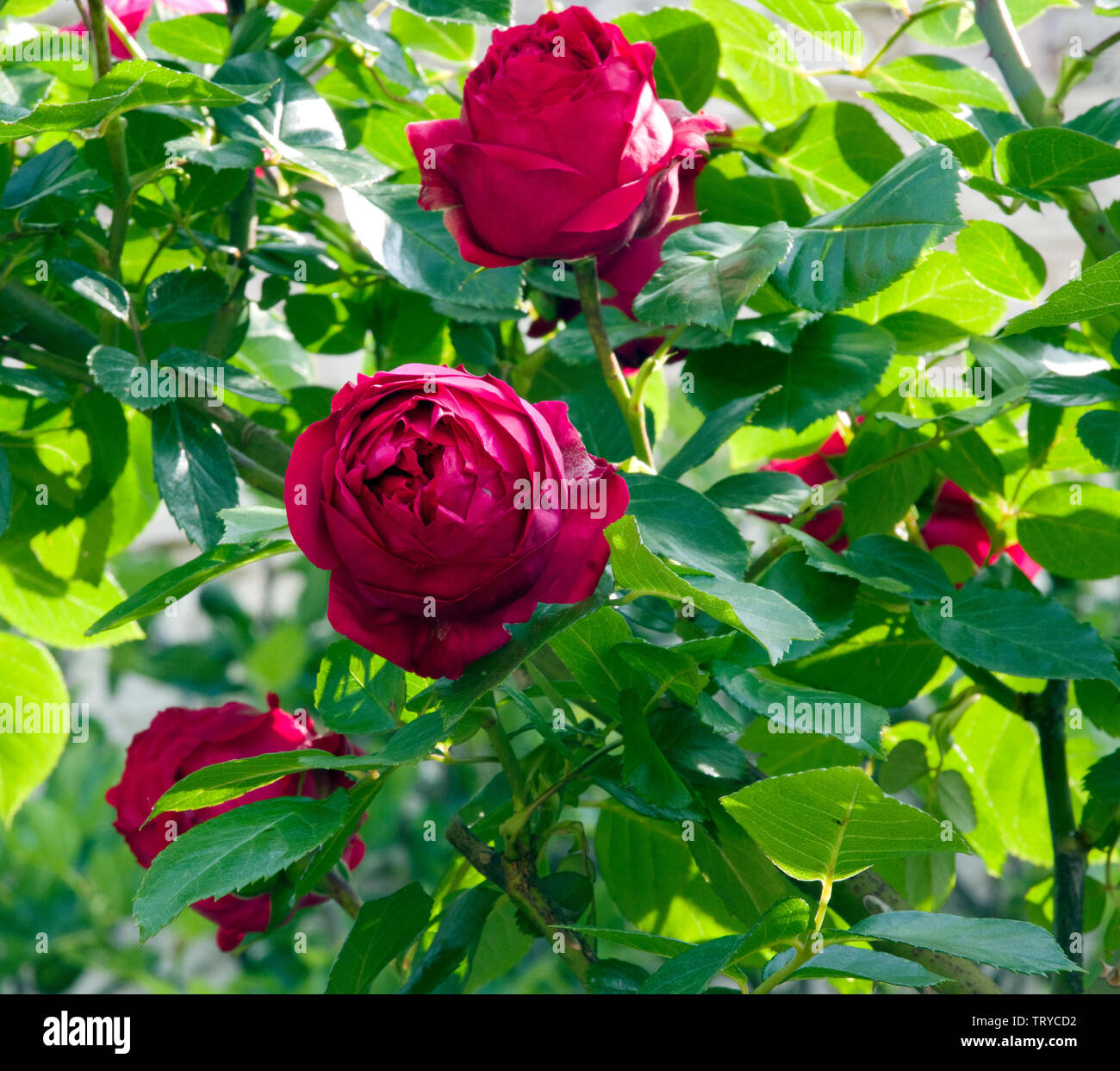 'Red Eden Rose' Stock Photo