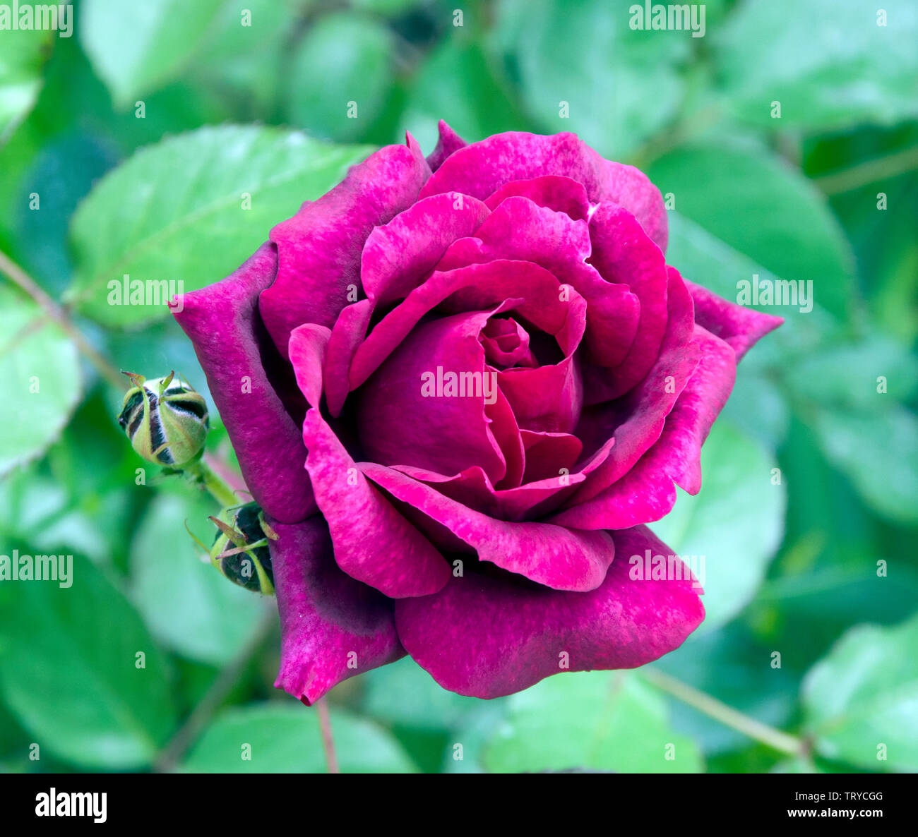 Burgundy red flower hires stock photography and images Alamy