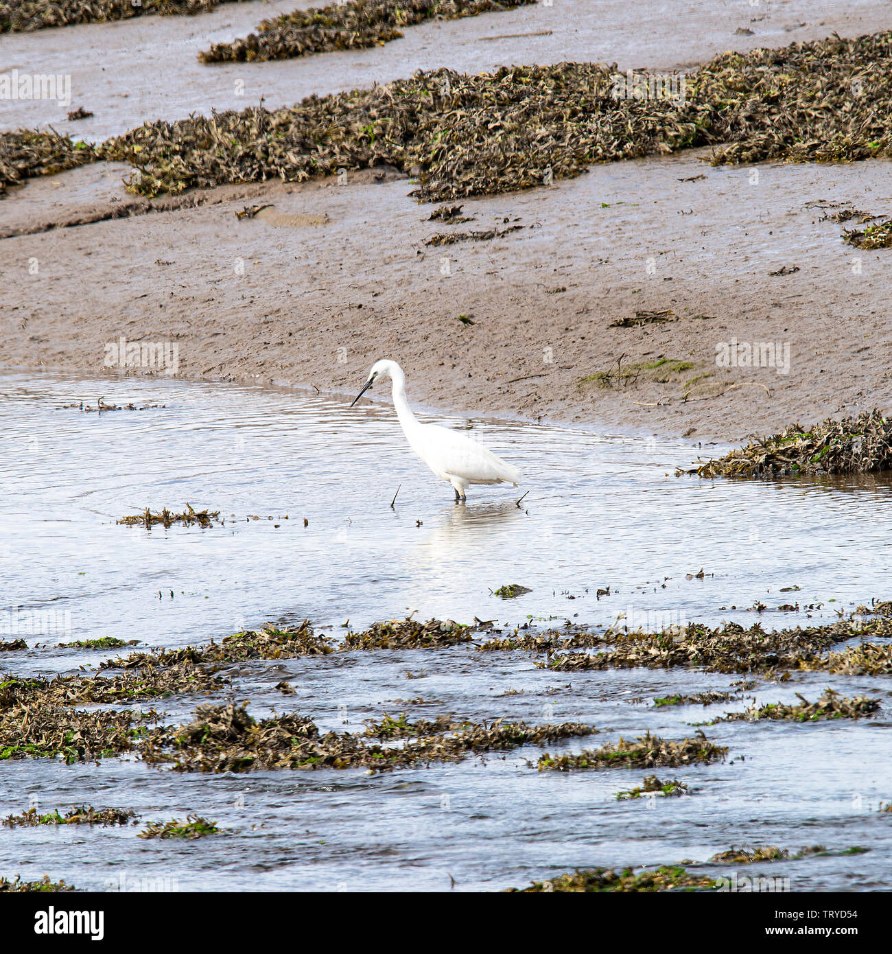 A Little Egret Wading Bird Looking For Food In Seawater At Budle Bay Waren Mill Near Bamburgh 