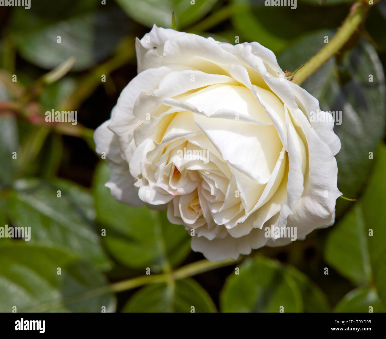 Large-Flowered Climbing Rose 'Mon Jardin & Ma Maison' Stock Photo