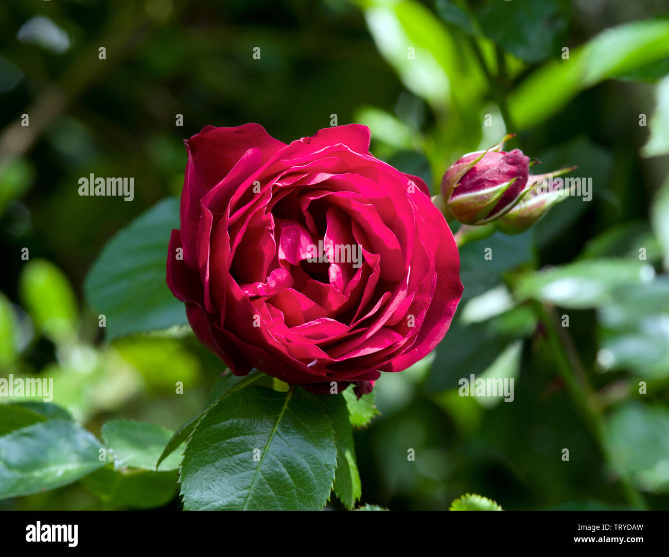 Double red rose hi-res stock photography and images - Alamy