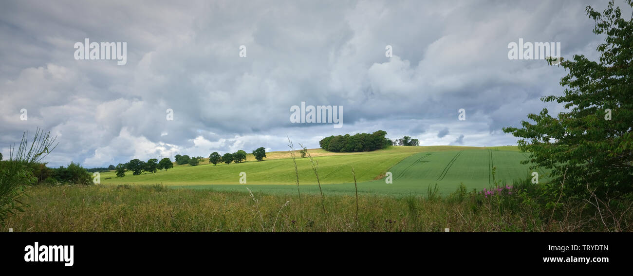 Under a grey and heavy cloudy sky in July, arable crops ripen in rolling Scottish farmland. Aberdeenshire Stock Photo