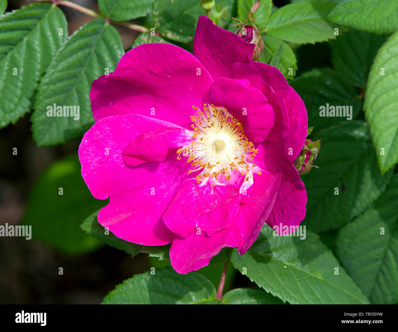 Rosa Gallica Splendens Stock Photo - Alamy