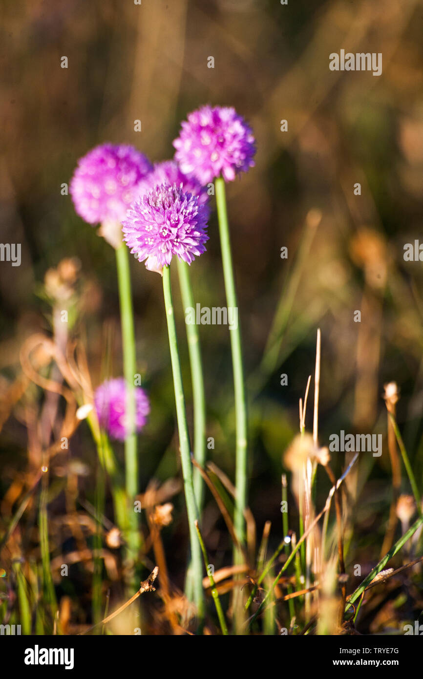 In the morning, the warm sun shines on the wild onion Stock Photo