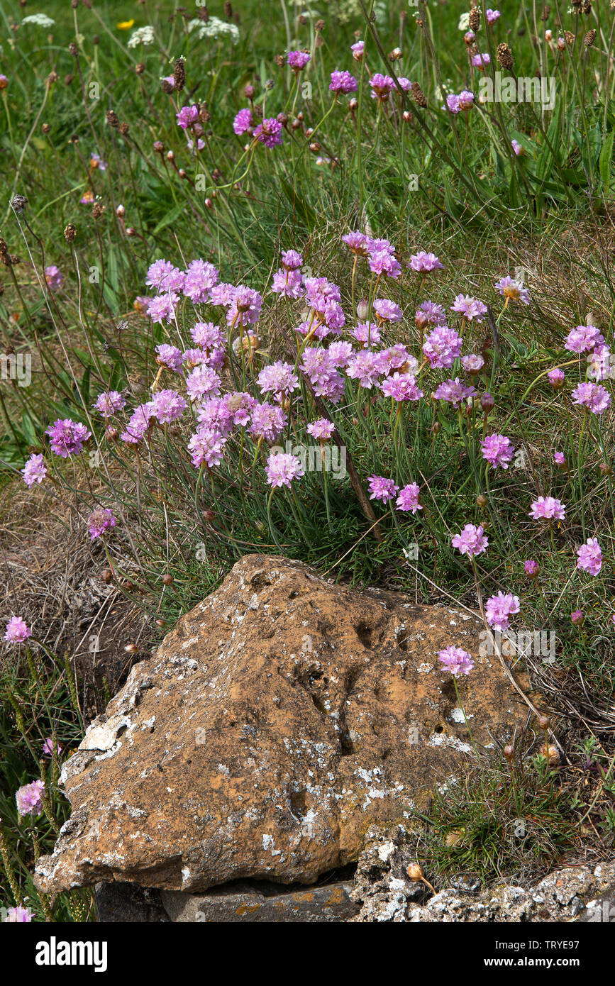 A Cluster of Sea Pinks or Thrift on a Rocky Bank with Grass at Holy Island Northumberland England United Kingdom UK Stock Photo