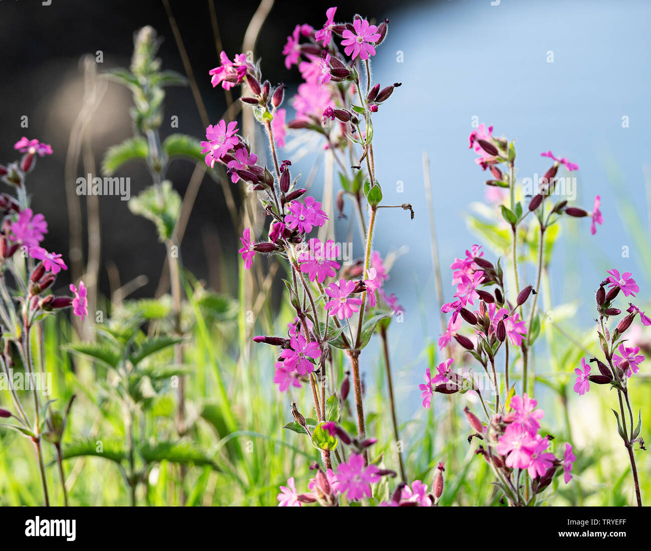 Wild Red Campion Flowers in Bloom on Holy Island Lidisfarne Northumberland England United Kingdom Stock Photo