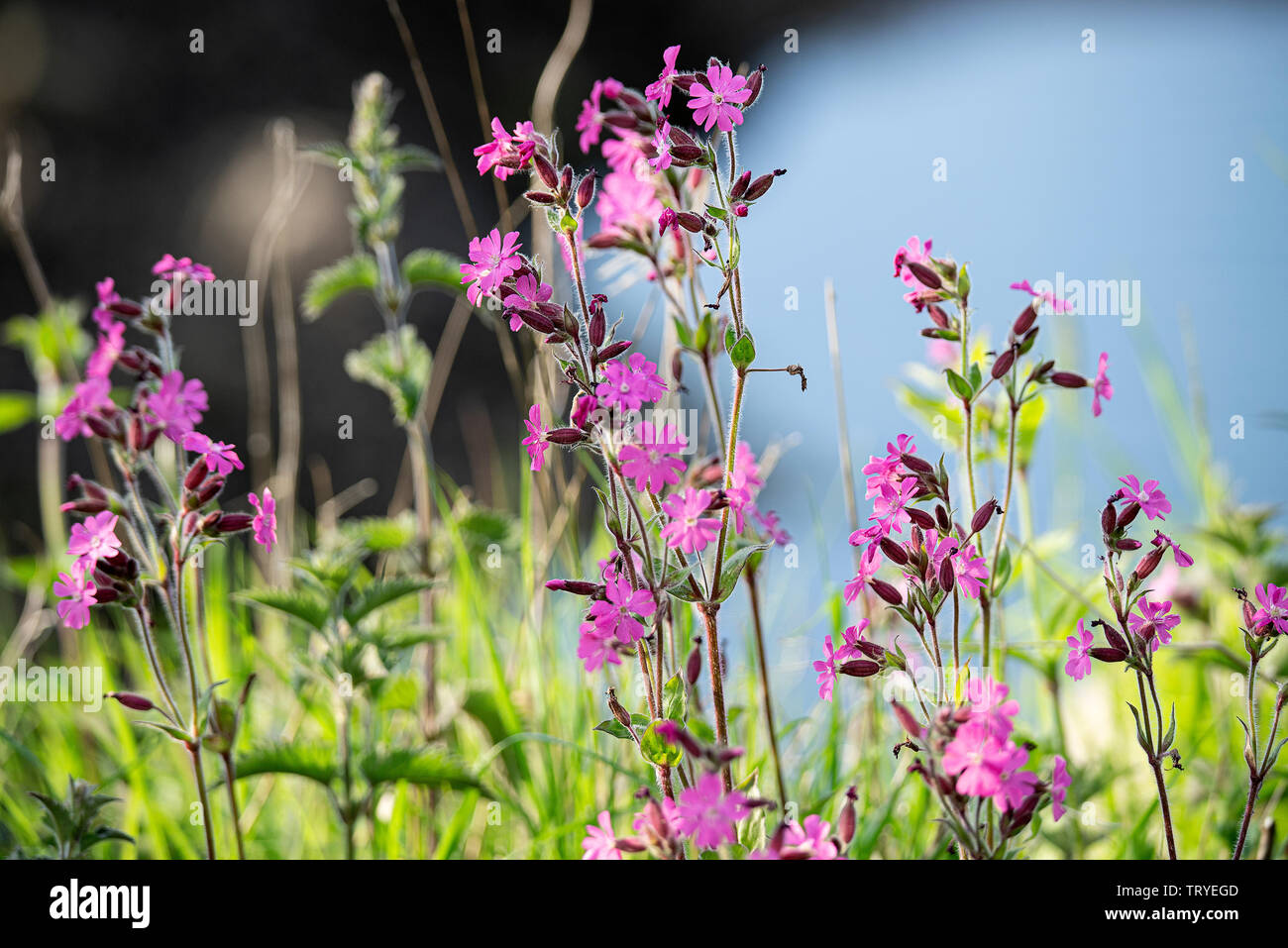 Wild Red Campion Flowers in Bloom on Holy Island Lidisfarne Northumberland England United Kingdom Stock Photo