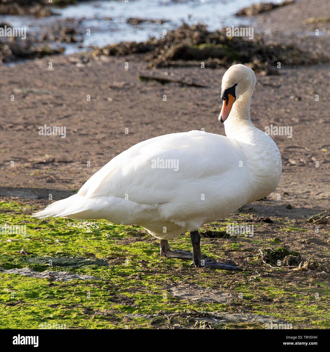 A Beautiful Male Mute Swan Standing and Preening Itself on a Sandbank in Budle Bay Nature Reserve near Bamburgh Northumberland England United Kingdom Stock Photo