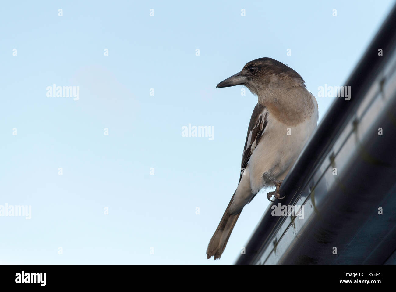 An Australian Silver Backed Butcherbird (Cracticus argenteus) watches carefully from a safe vantage point Stock Photo