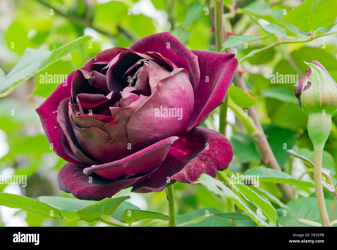 Rose Senegal Stock Photo