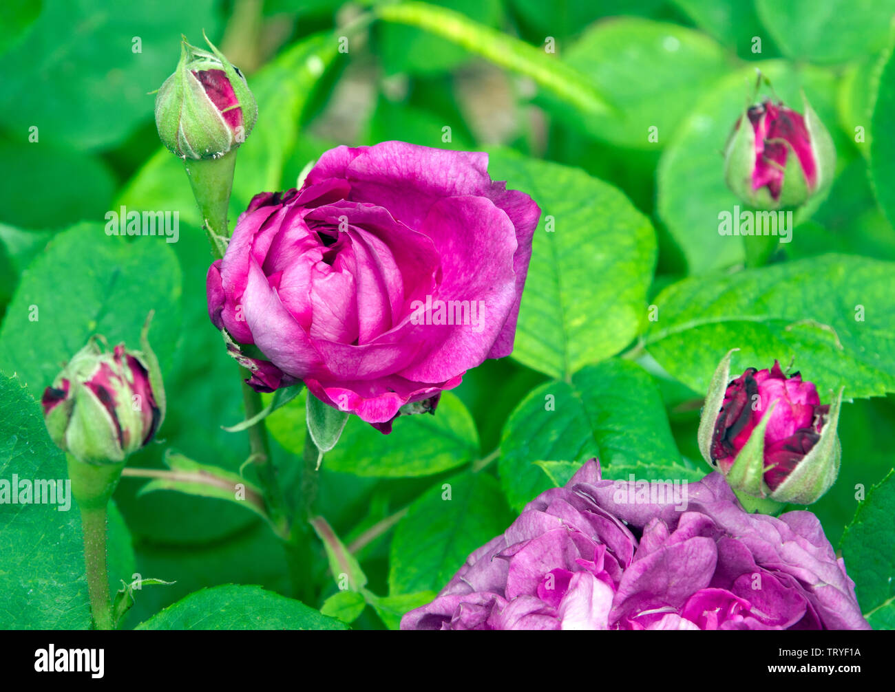 Rose Reine des Violettes Stock Photo