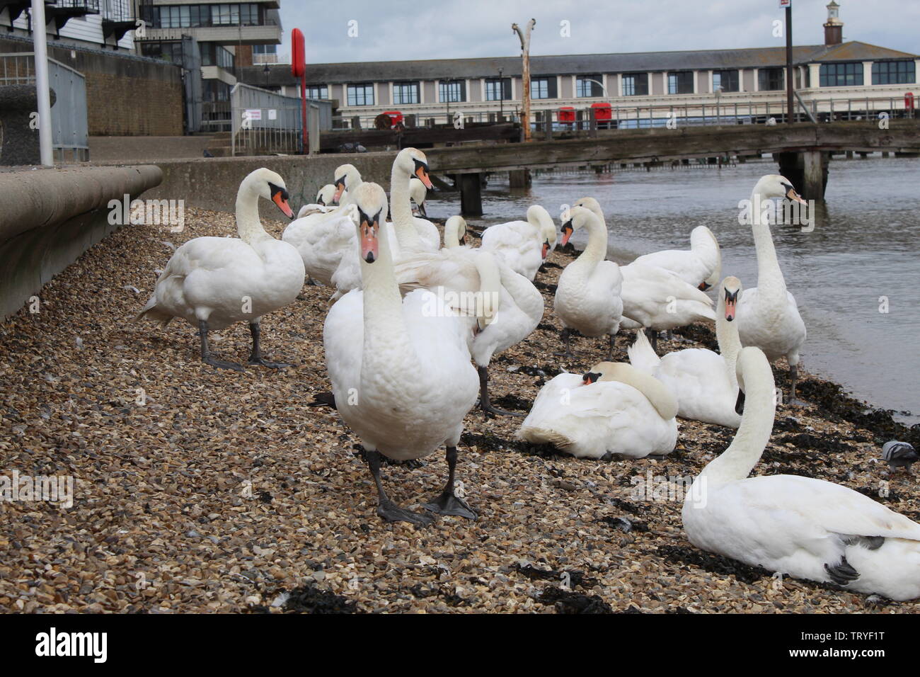 Flock of swans Stock Photo Alamy