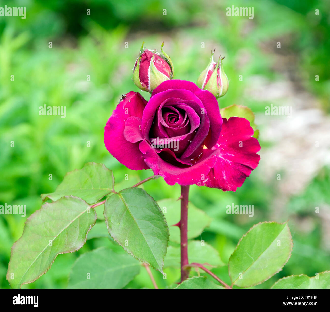 Rose Falstaff Stock Photo - Alamy