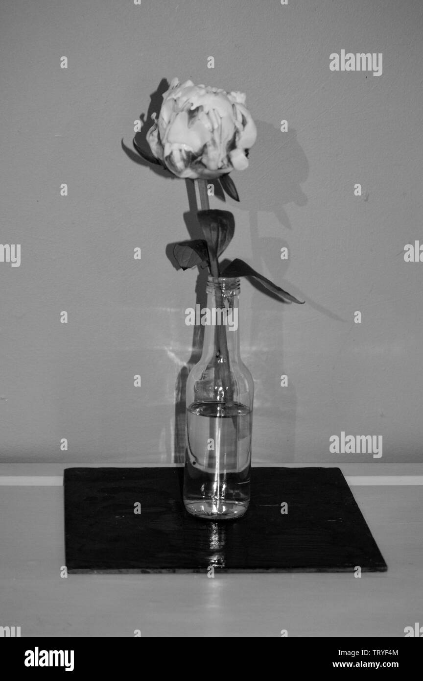 Single pale pink peony of the family Paeonicaeae in a clear glass bottle on a piece of black slate Stock Photo