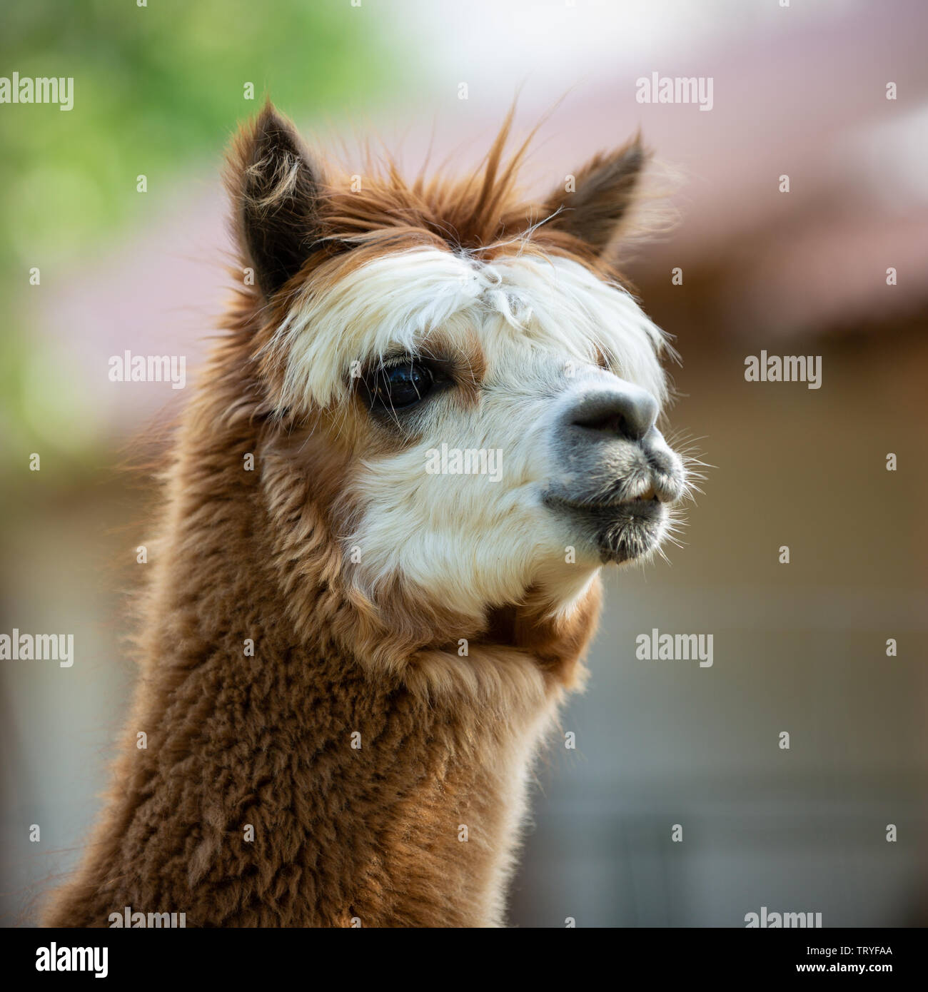 Portrait of an Alpaca, a South American mammal Stock Photo