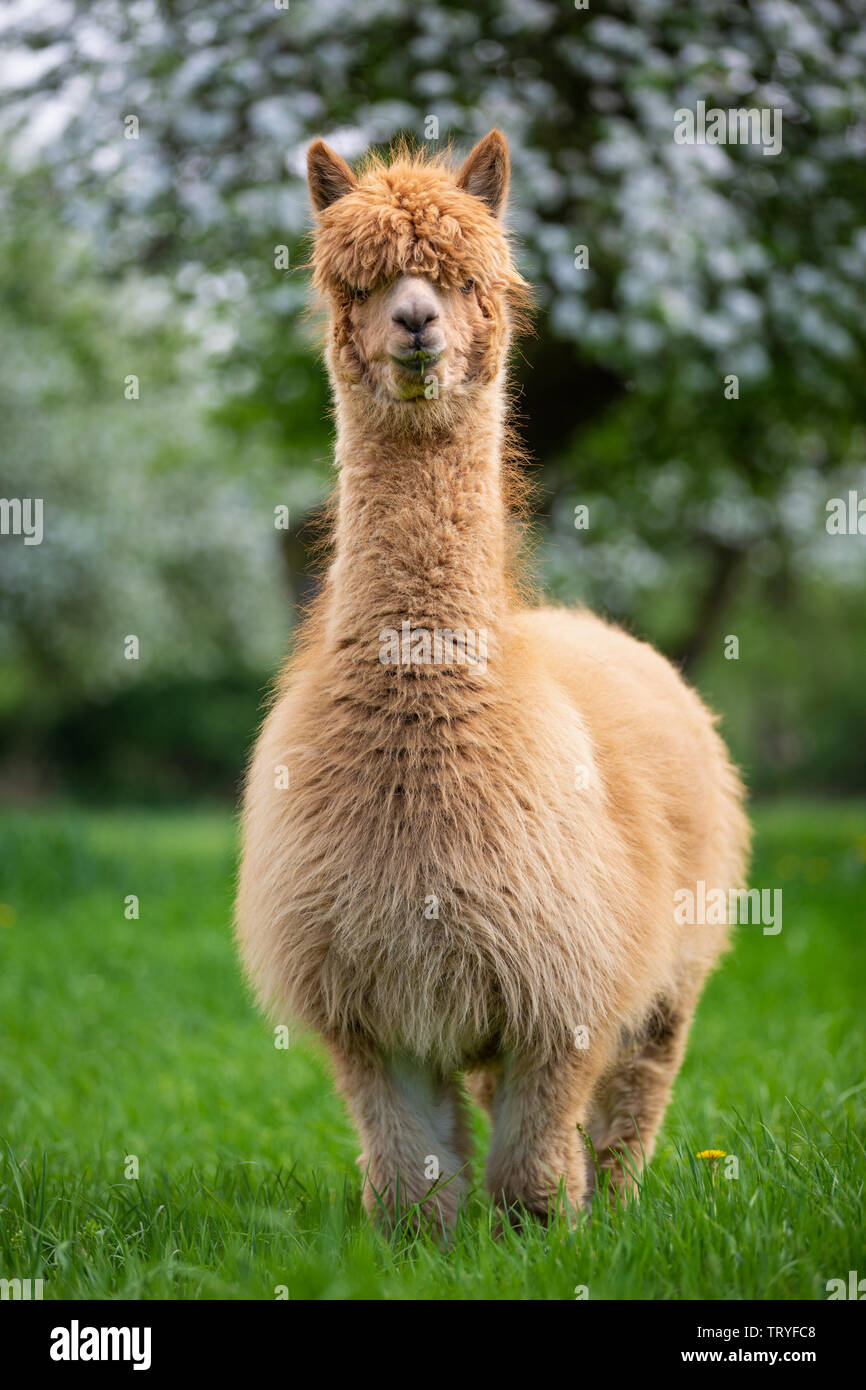 Portrait of an Alpaca, a South American mammal Stock Photo