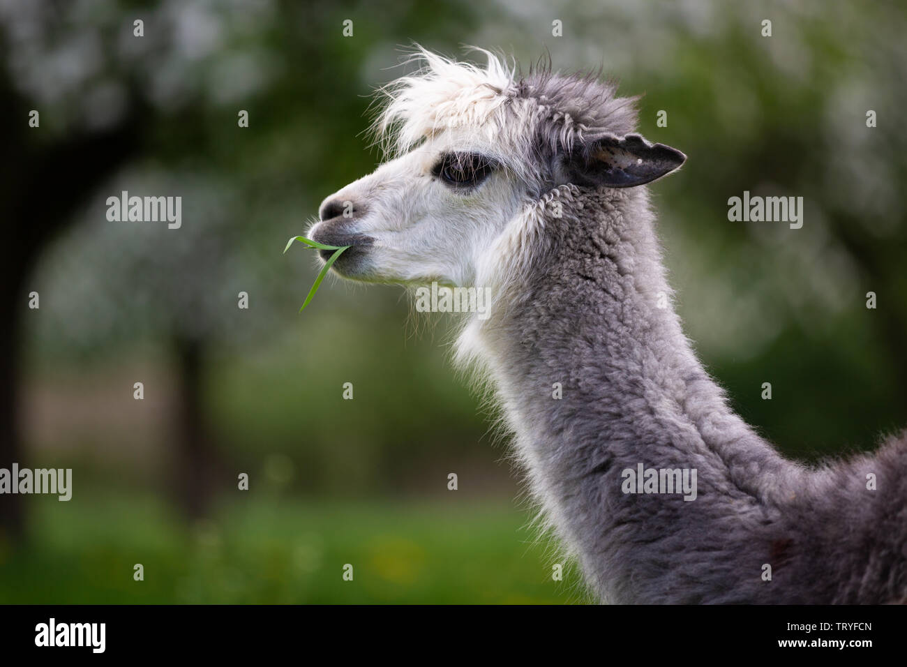 Portrait of an Alpaca, a South American mammal Stock Photo