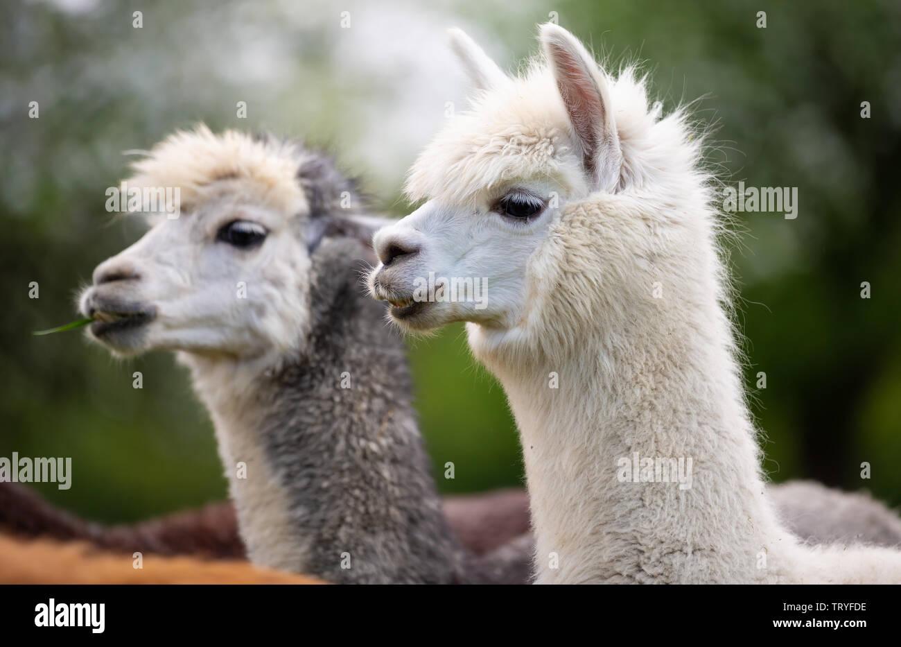 Portrait of two Alpacas, South American mammals Stock Photo