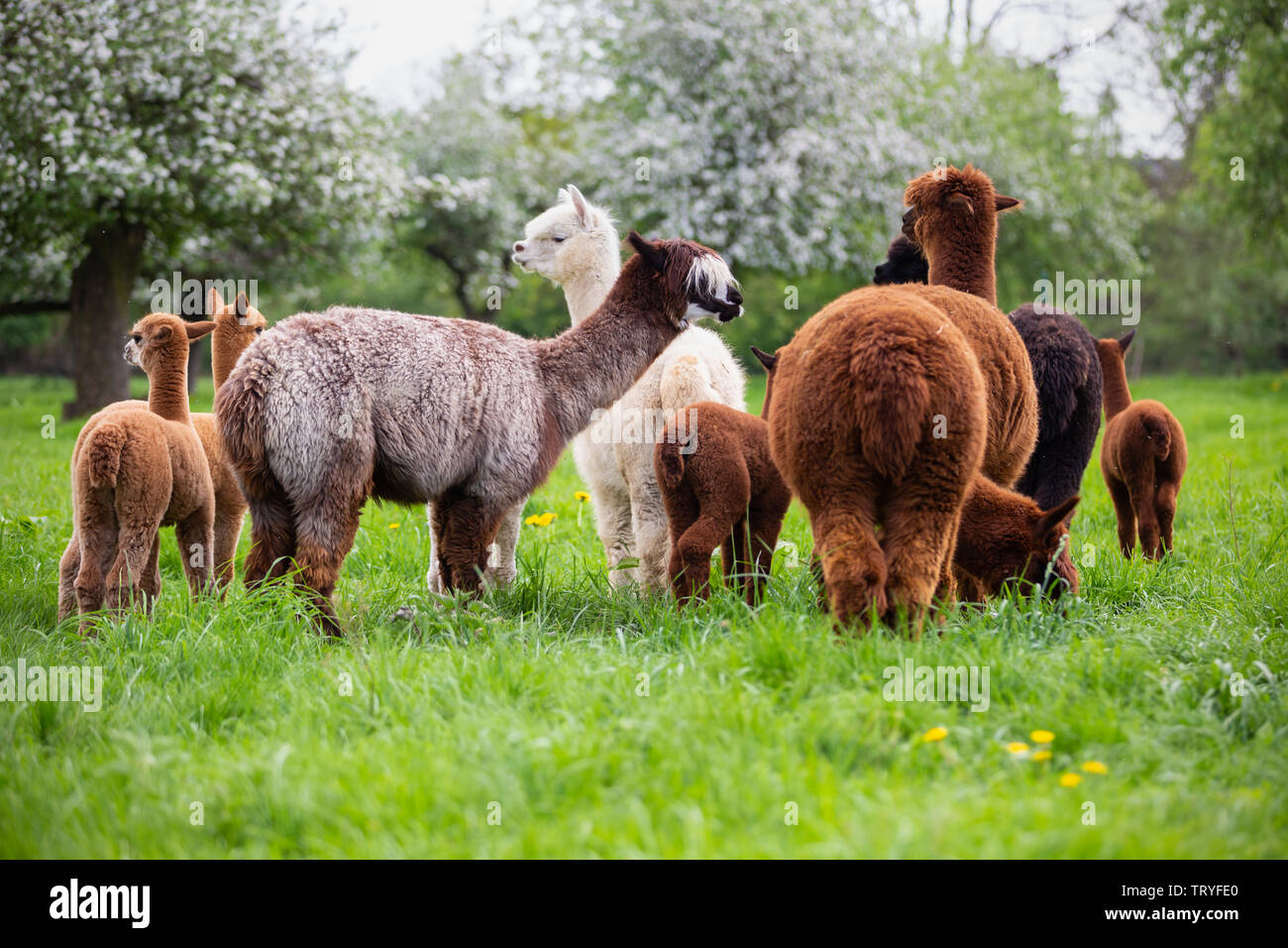 A herd of Alpacas, South American mammals Stock Photo