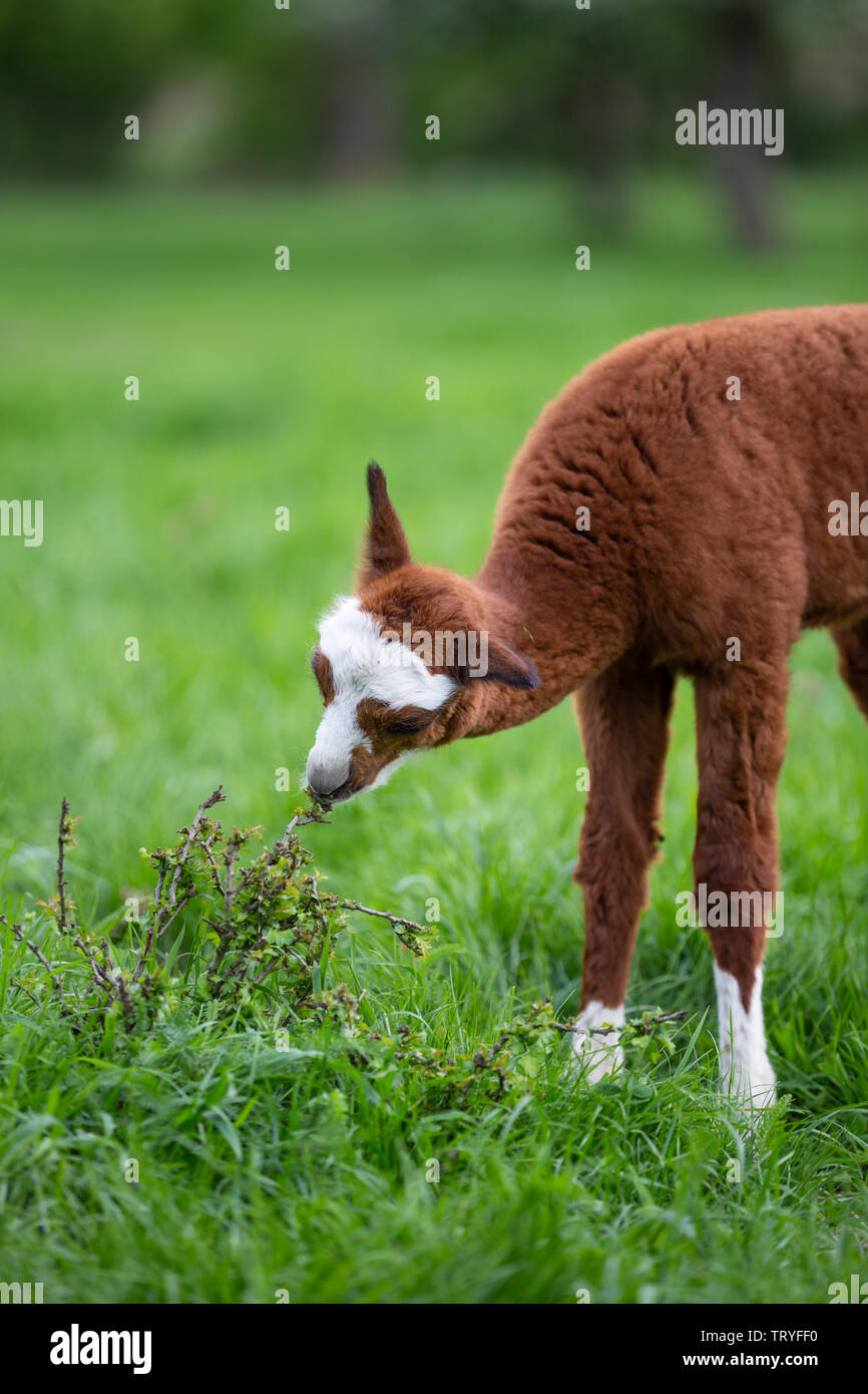 Young Alpaca eating grass, South American mammal Stock Photo