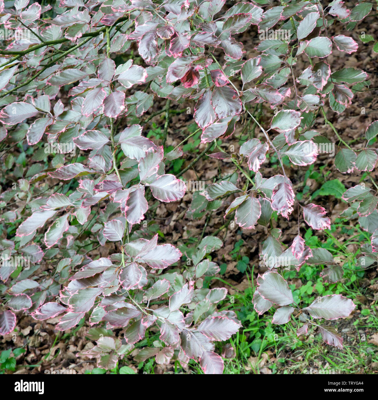 Fagus sylvatica 'Roseomarginata' leaves Stock Photo - Alamy