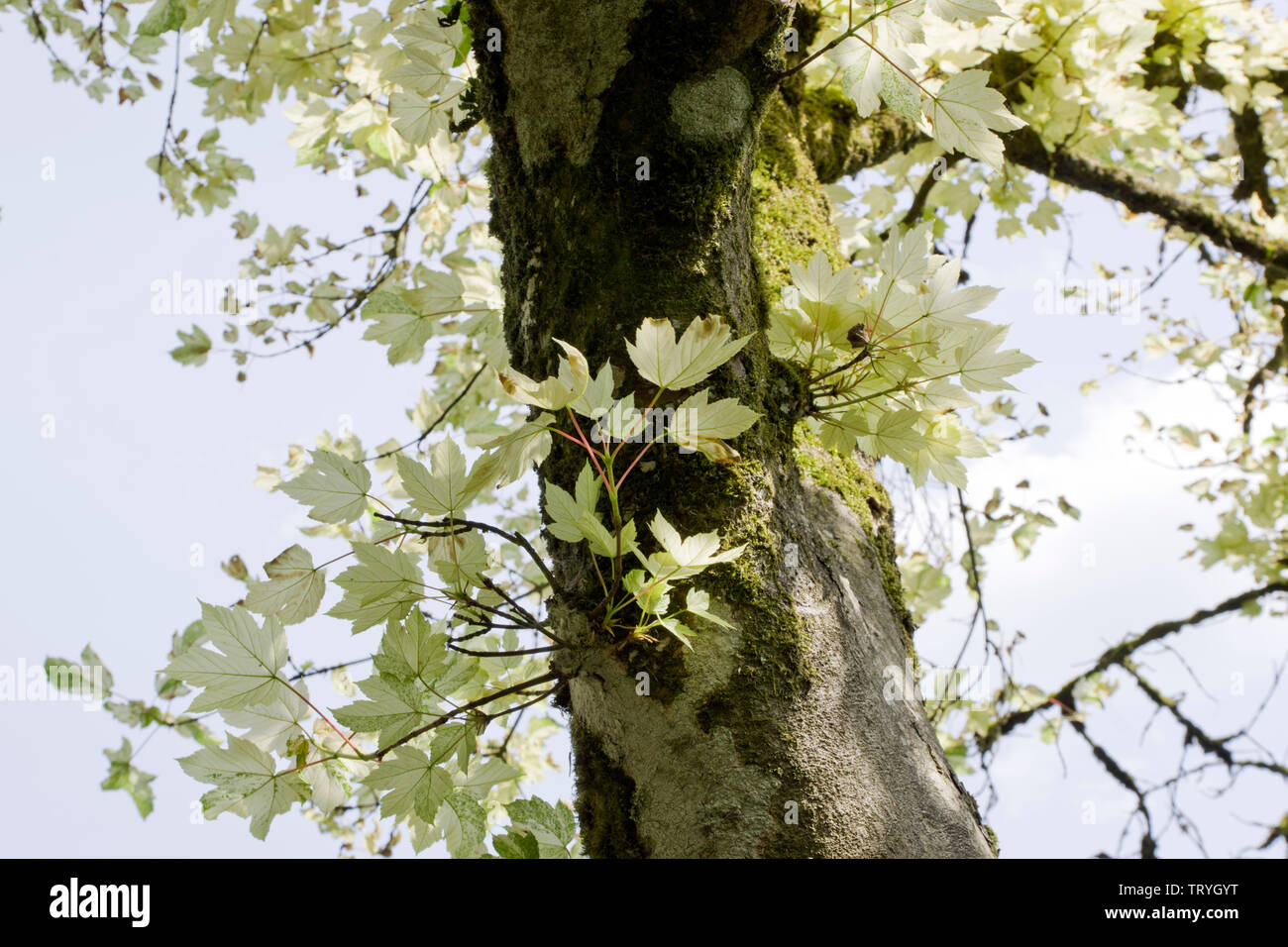 Acer pseudoplatanus 'Leopoldii' Stock Photo