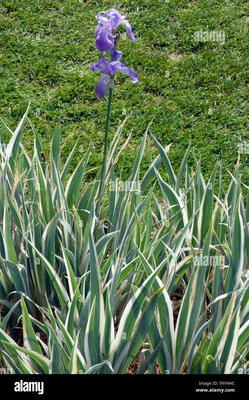 Iris pallida 'Argentea Variegata' Stock Photo