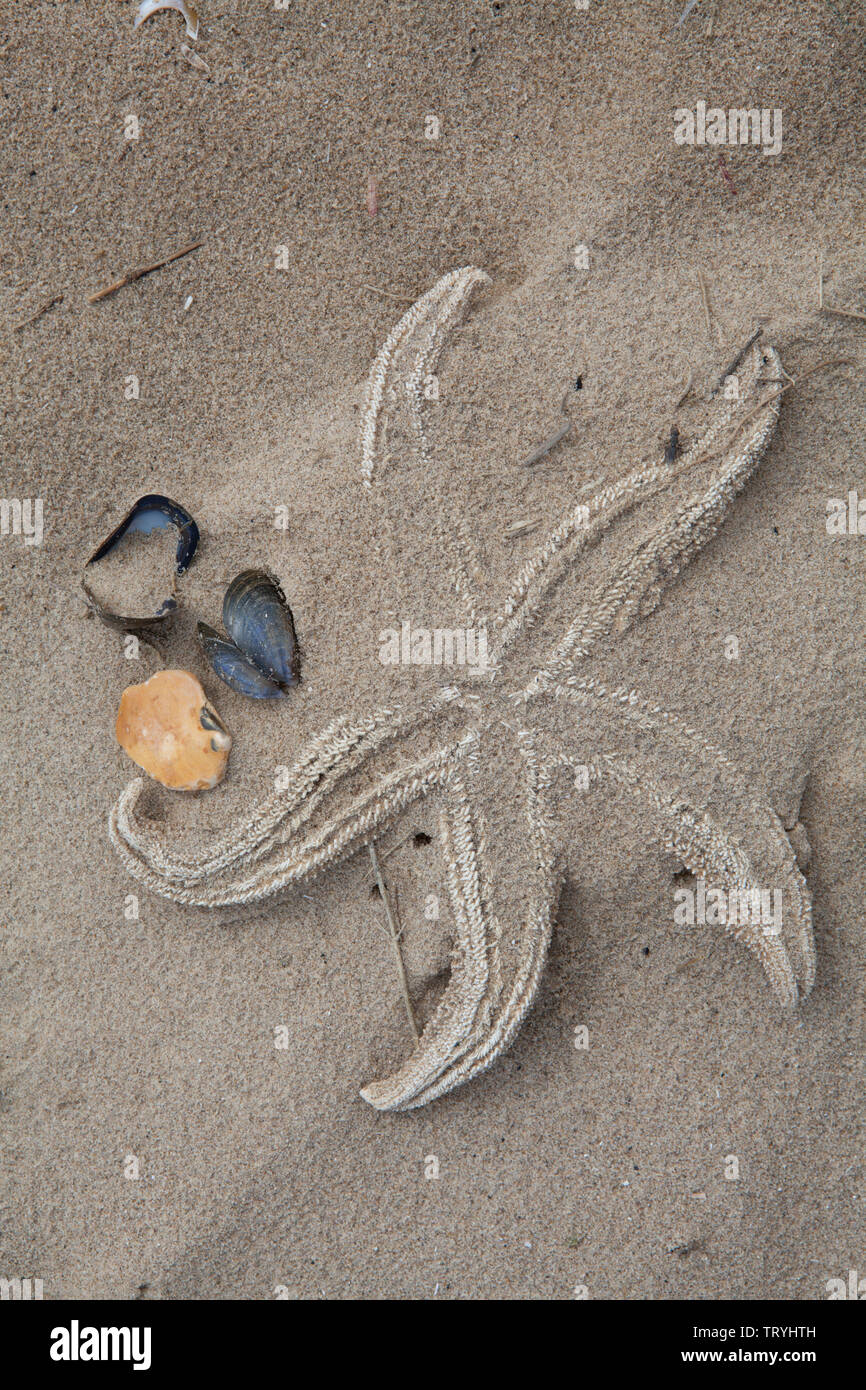 Starfish and sea shells washed up on the sandy beach at Titchwell on the Norfolk coast of England Stock Photo
