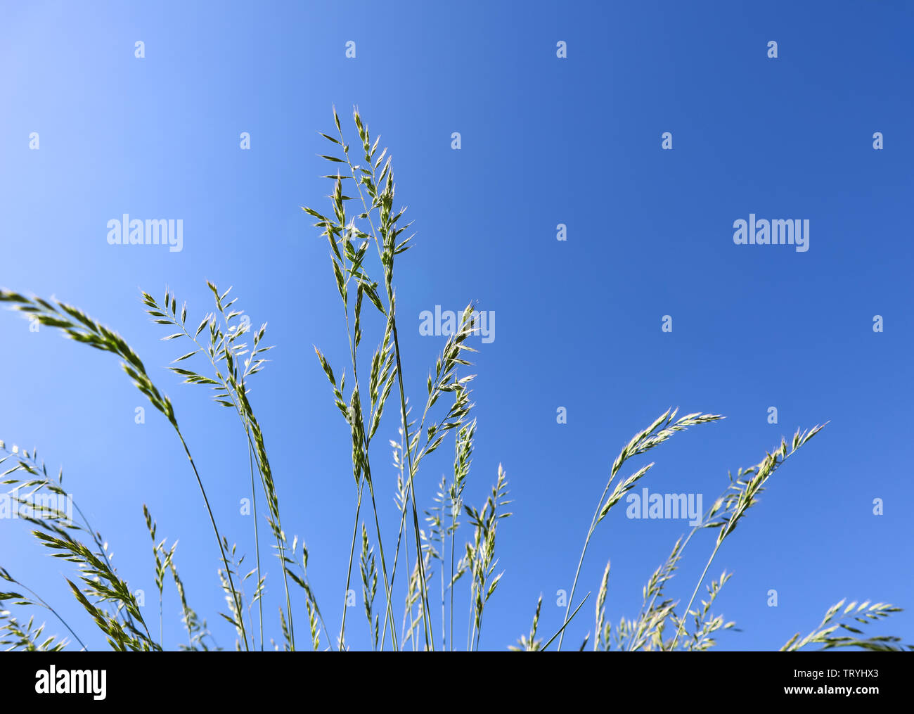 Decorative grass Blue fescue on blue sky background. Festuca glauca spikelets Stock Photo