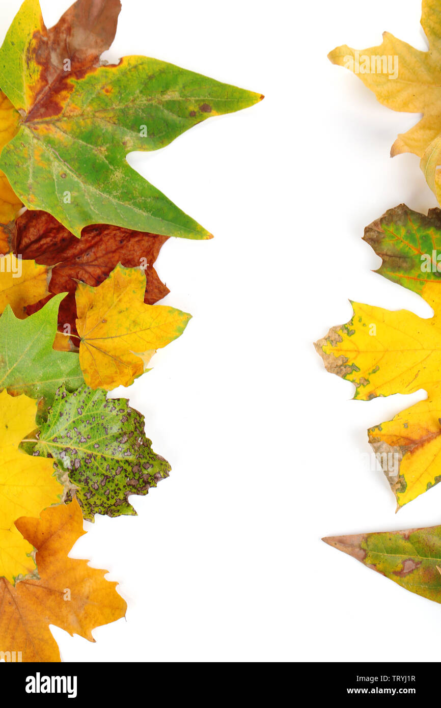Frame from autumn leaves isolated on white Stock Photo - Alamy