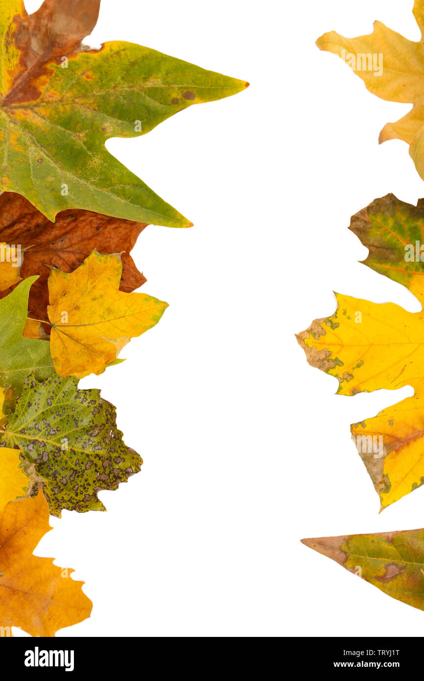 Frame from autumn leaves isolated on white Stock Photo - Alamy