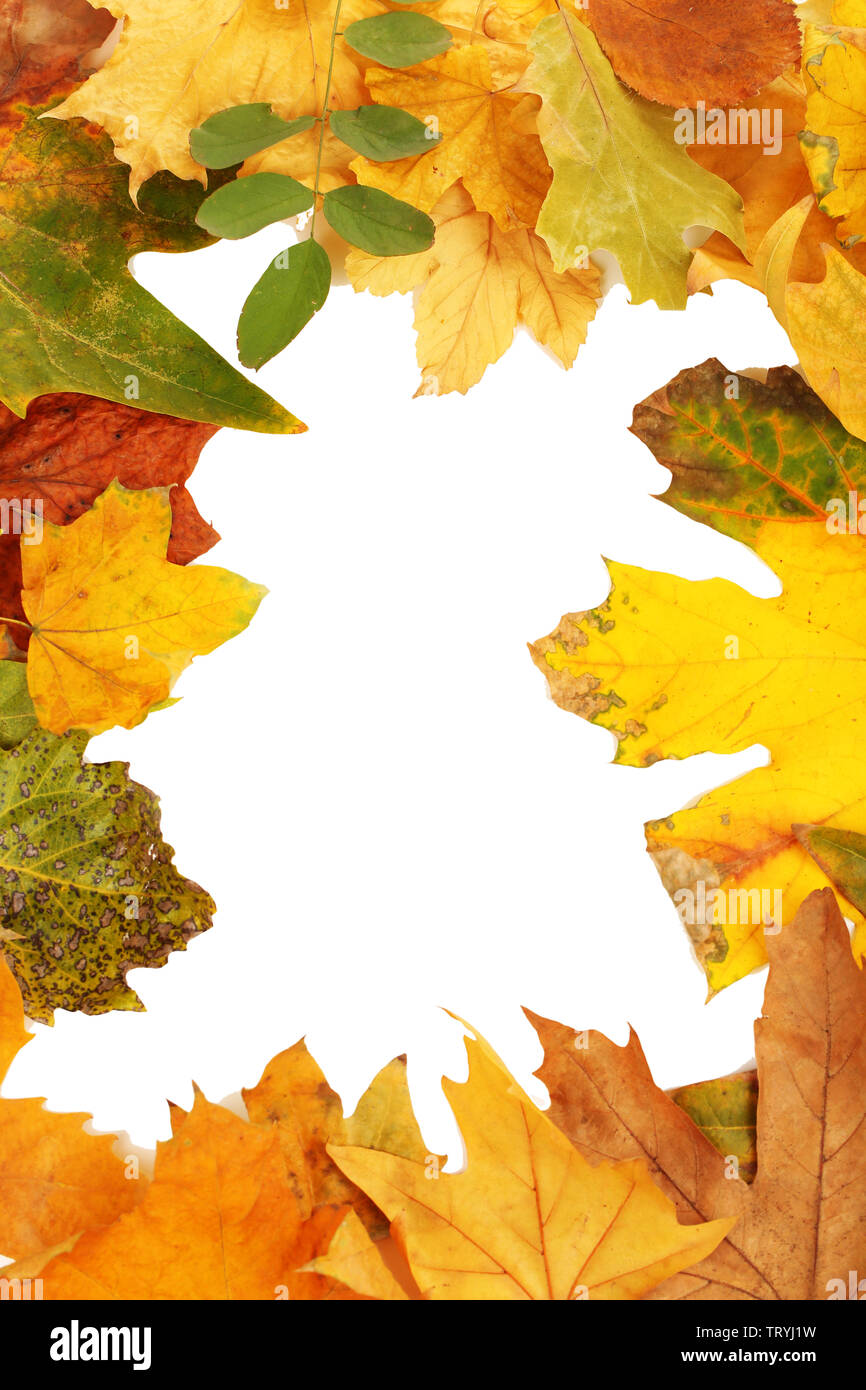 Frame from autumn leaves isolated on white Stock Photo - Alamy
