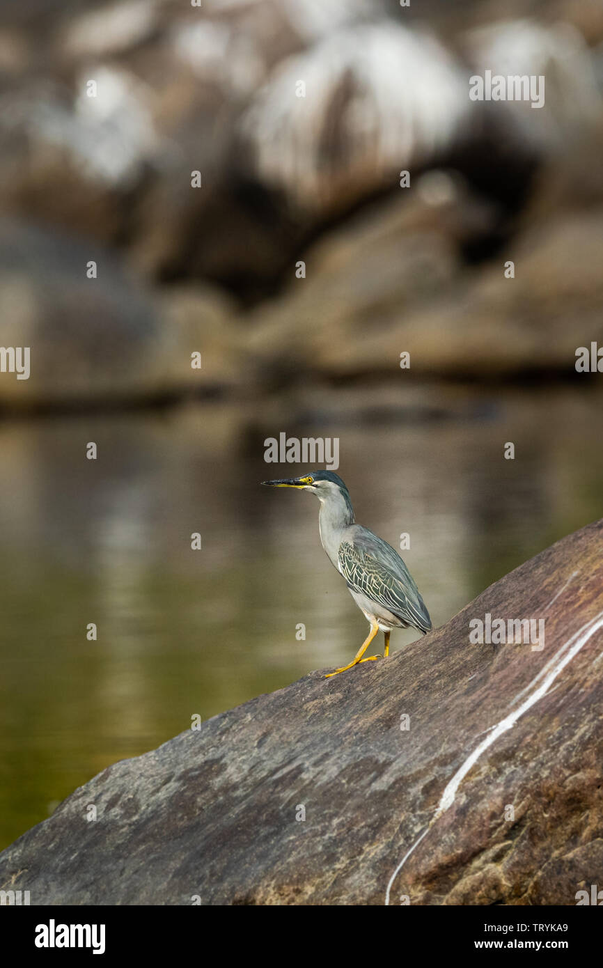 Striated heron or Butorides striata close up sitting on rock perch with a green water background at bank of chambal river rawatbhata, kota, india Stock Photo