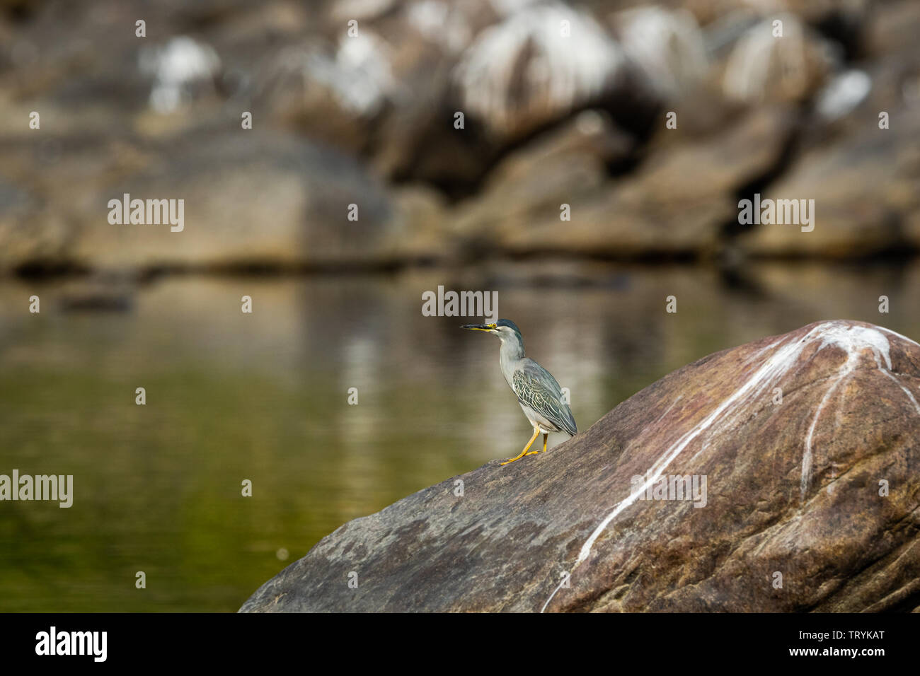 Striated heron or Butorides striata close up sitting on rock perch with a green water background at bank of chambal river rawatbhata, kota, india Stock Photo